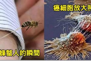 8張讓你發現「你沒有真正看過這世界」的罕見照。#5海星「吞掉一整隻魚」的畫面......異常殘忍啊!