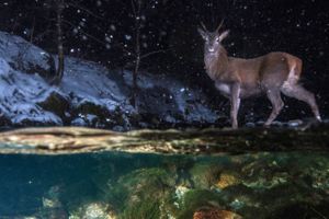 4萬張中精選30張「最野性照片」　動物界的真實面震撼大眾