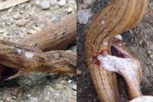 路邊毒蛇瘋狂撕咬自己身體，最後死亡，解刨之後才發現原因！