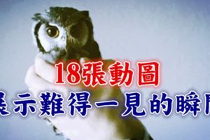 18張動圖，向你展示難得一見的瞬間