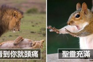 2018搞笑野生動物攝影「入圍各種爆笑」　犀牛開屏畫面太美我不敢看