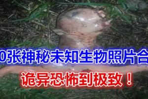 實拍：10張神秘未知生物照片合集，詭異恐怖到極致！