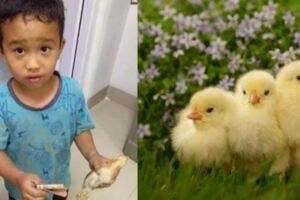 6歲小男孩騎車不小心壓扁鄰居的小黃雞，之後的舉動暖哭了無數網友