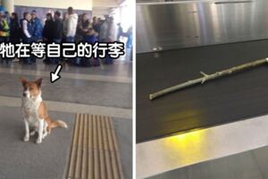 歡樂泉源！　30張讓人「嘴角快咧到耳朵」的歡樂狗狗日常照