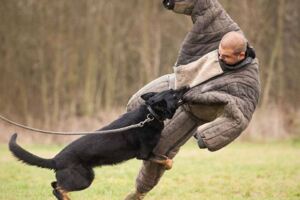 遇到惡犬千萬不能跑給牠追！　專家傳授「保命6招」危急時自救