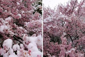 人生難得一遇！　賞櫻逢落雪「雪櫻夢幻奇景」日網瘋傳