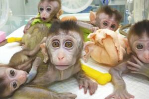 瘋狂科學家把人類基因植猴腦　想證明「會變聰明」結果卻激怒全世界