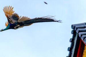 拍到神鳥鳳凰了！　「罕見飛行照」引來全網熱議：鎮寺神獸無誤