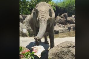 靈性！遊客呼救「帽子掉了」 北市動物園大象竟幫忙拋回