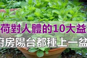 薄荷對人們的10大益處，家裡廚房、陽台都要種一盆！