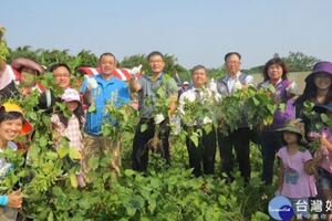 影/新屋農會「豆陣豆熱鬧」活動民眾下田體驗採毛豆樂趣。桃園市新屋區毛豆成熟囉！