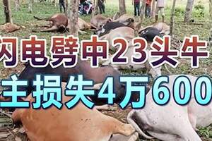 閃電劈中23頭牛飼主損失4萬6000