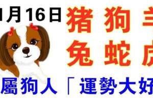 11月16日生肖運勢_豬、狗、羊大吉