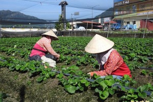 雇大學生打工被狂檢舉 草莓農崩潰！