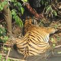 村民發現了一頭早已死亡的老虎，想不到當被劃開肚子後，竟然看到了這一幕！大家都看哭了！ 