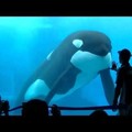 無視警語狂拍水族館玻璃…鯊魚爆衝撞破玻璃！