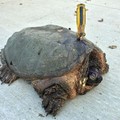 這對夫妻看見這隻被插著螺絲起子的70歲老烏龜本來要拯救他，但走進一看才發現好險沒有這麼做！
