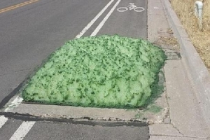 汽車司機在公路上發現「綠色海綿」，上前查看後竟發現海綿的體積還在不斷的擴大，嚇得他立即叫來警察！