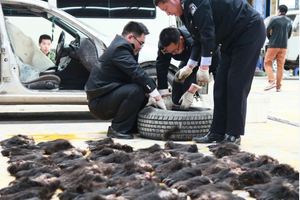 警察攔下【運送輪胎的俄籍貨車】檢查... 當警方從輪圈裡取出一個個毛茸茸的東西差點讓在場所有人都暈倒...臉都綠了！