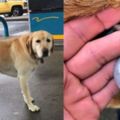 他三番兩回看到拉布拉多在加油站徘徊本以為碰到走丟的狗狗，不料看完狗牌後簡直讓人笑翻！