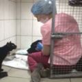 這間獸醫診所裡有一隻可愛的「貓醫生」，牠不只會安慰緊張的動物，連人類都被牠療癒了！