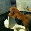 看看別人家的狗怎麼上廁所，再看看你家的狗怎麼上廁所