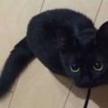 許多人一直認為「黑貓」的存在就是不詳，但是這隻眼睛超大的黑貓卻征服了許多人心！