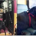 這隻小黑狗每天都「自己搭公車」，且從來沒有一個司機趕牠下車，沒想到得知「牠的目的地」後大家都笑了出來!