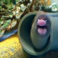 日本網友在水族館目擊有著「鱈魚子嘴唇」的神奇海鰻，它超有戲的表情讓大家覺得根本是動畫人物啊！