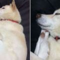 日本網友分享自家白柴犬奇葩的「體操選手睡姿」讓大家非常驚奇，再近看它一臉超幸福表情讓人都笑噴了啊！
