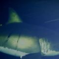 研究人員「首次在海底拍到大白鯊打盹的模樣」，而且整個過程和你所想的完全不一樣喔！