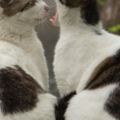 日本攝影師透過鏡頭讓我們看到流浪貓「不同的一面」！每隻都好想收編啊～