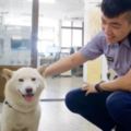 柴犬「3度離家出走」讓主人超困擾，但發現牠一直呆著的地方後連警察都哭笑不得啊！