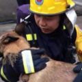 消防隊員8年前收養了一隻受凍小狗，去年小狗死後竟發生了「這件事」...讓打火弟兄們當場崩淚！