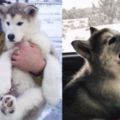 他好心救了一隻受困暴風雪的小狗狗，十年後回想當天他說：「牠是上天送我最美好的禮物！」