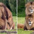 他驚見2隻雄獅無視母獅在眼前直接「啪啪啪」，大家一看母獅超困惑的表情都笑翻了！