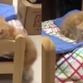 主人幫小橘貓買了一隻小床，無論多睏都要回床上睡覺！看著真的是太可愛了！