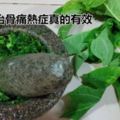 木瓜葉汁]可以治療骨痛熱症！（內附製作秘方）