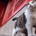 200多隻貓成為故宮保安，遊客紛紛淪陷了…