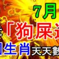 7月份，走了「狗屎運」的五個生肖，天天數鈔票！