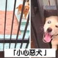 與實物不符餒～　30張「把路人嚇到想抱緊處理」的內有惡犬圖