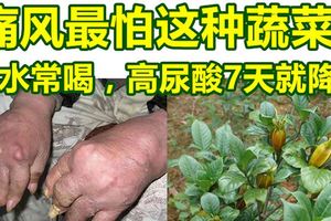 痛風最怕這種蔬菜！煎水常喝，高尿酸7天就降了！