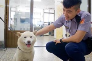 柴犬「3度離家出走」讓主人超困擾，但發現牠一直呆著的地方後連警察都哭笑不得啊！