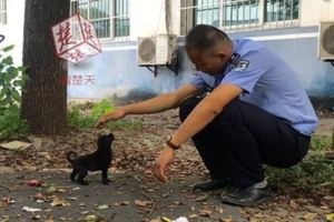 接獲民眾通報「惡犬擾民」，警察緊急趕到現場...竟馬上「蹲下投降」！