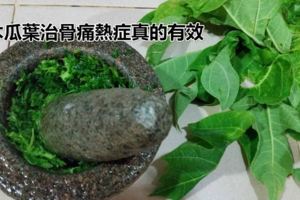 木瓜葉汁]可以治療骨痛熱症！（內附製作秘方）