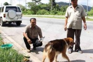 主人把狗從車上扔下拋棄，但狗卻坐在原地等了8年不離不棄