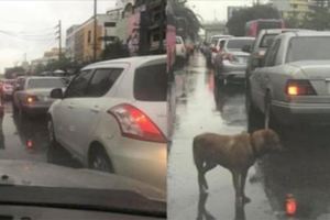 狗狗在車流中不斷地追尋著汽車，車主好奇靠近一看.....不禁潸然淚下！