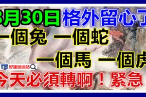8月30日要格外留心了，一個兔，一個蛇，一個馬，一個虎！