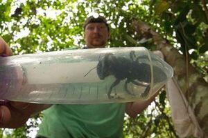 世界上最大的蜜蜂「華萊士巨蜂」重現人間，帶你一同來目睹