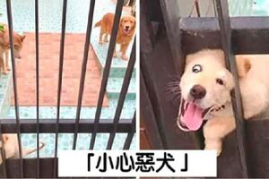 與實物不符餒～　30張「把路人嚇到想抱緊處理」的內有惡犬圖